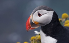 La vie sauvage de l'île de Mull et Staffa
